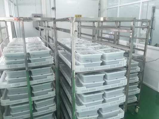 Japan Frozen Chuka Wakame Seaweed Salad Organic Cultivation Type Normal Instruction