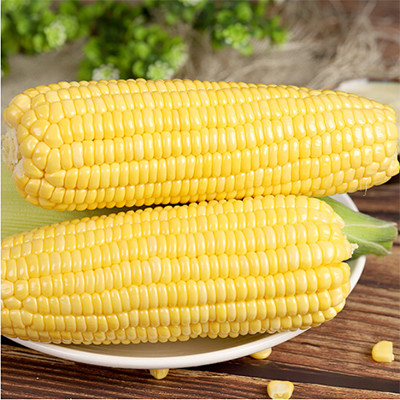 20kg Weight Stick Grains Fresh Sweet Corn Cutting on the Cob with Normal Ingredients