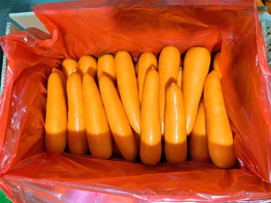 4 KG Natural Carrots Fresh Vegetables Umbelliferous Vegetabless