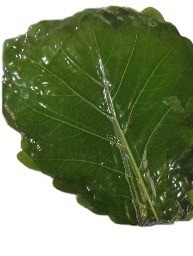 Fresh Bamboo Leaves 24 Month Shelf Life Guaranteed
