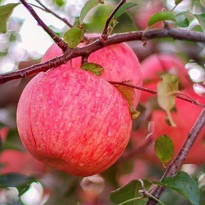90% Maturity Fresh Fuji Apple Best and Common Cultivation Type