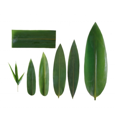 Serve Sushi with Fresh and Natural Bamboo Leaf Wrappers NO Address Required