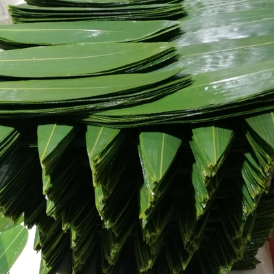 Serve Sushi with Fresh and Natural Bamboo Leaf Wrappers NO Address Required
