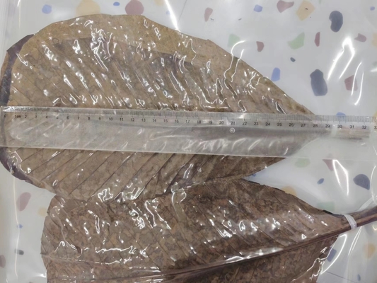 Serve Sushi with Fresh and Natural Bamboo Leaf Wrappers NO Address Required