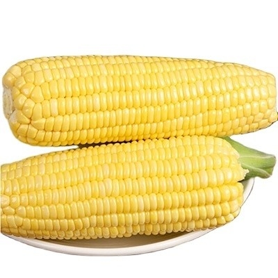 Preservation Sweet Glutinous Corn Stick with Natural Sweet Taste and 24-month Shelf Life