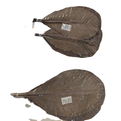 Make Mouth-Watering Rice Dumplings with Vacuum-Packed Fresh Bamboo Leaves Part Leaf