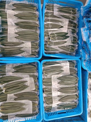 Make Mouth-Watering Rice Dumplings with Vacuum-Packed Fresh Bamboo Leaves Part Leaf
