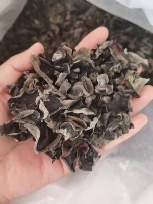 COOL DRIED Storage Type Cultivated Dried Black Fungus for Traditional Chinese Medicin