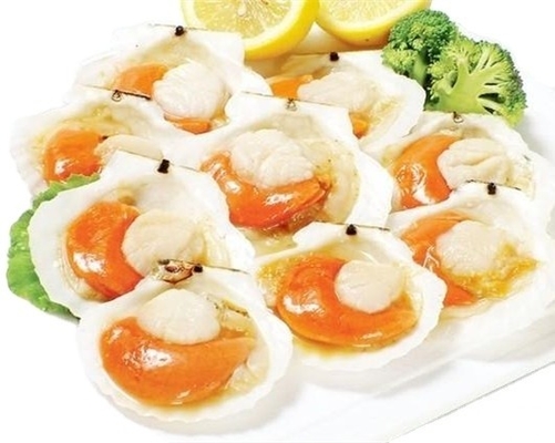 Highly Recommended Frozen Half Shell Scallop with BQF Freezing Process