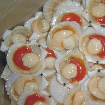Highly Recommended Frozen Half Shell Scallop with BQF Freezing Process