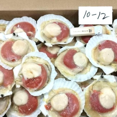 Highly Recommended Frozen Half Shell Scallop with BQF Freezing Process