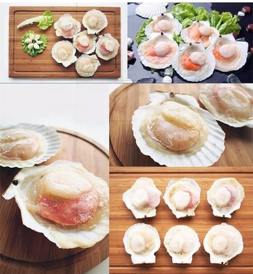 Highly Recommended Frozen Half Shell Scallop with BQF Freezing Process