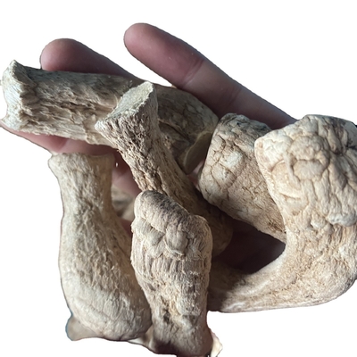 Mushrooms Bulk Champignon Shiitake Stem for Dried Shiitake Mushroom