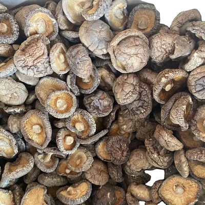 Mushrooms Bulk Champignon Shiitake Stem for Dried Shiitake Mushroom